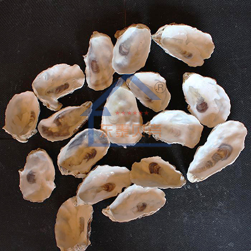 烟台牡蛎壳